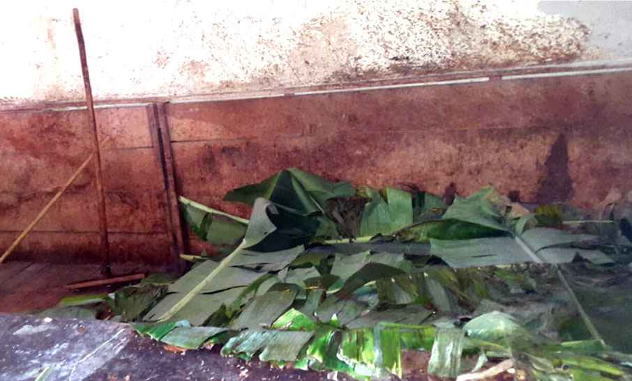Chuao cocoa fermentation process in wooden boxes