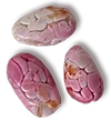 ocumare seed