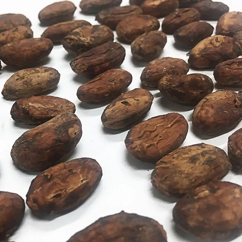 Detailed analysis of Gran Palo Blanco cocoa bean showing internal structure and white cotyledons