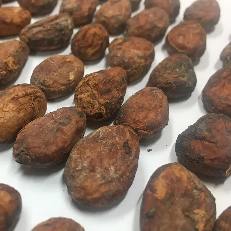 Detailed analysis of Gran Nativo Blanco cocoa bean showing internal structure
