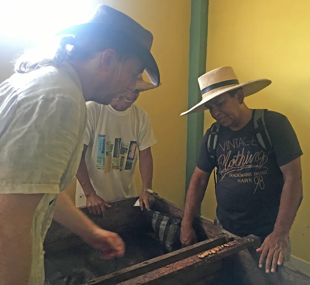 Gran Nativo Blanco cocoa fermentation process in wooden boxes