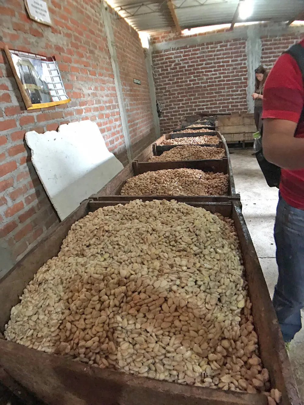 Gran Palo Blanco cocoa fermentation process in wooden boxes