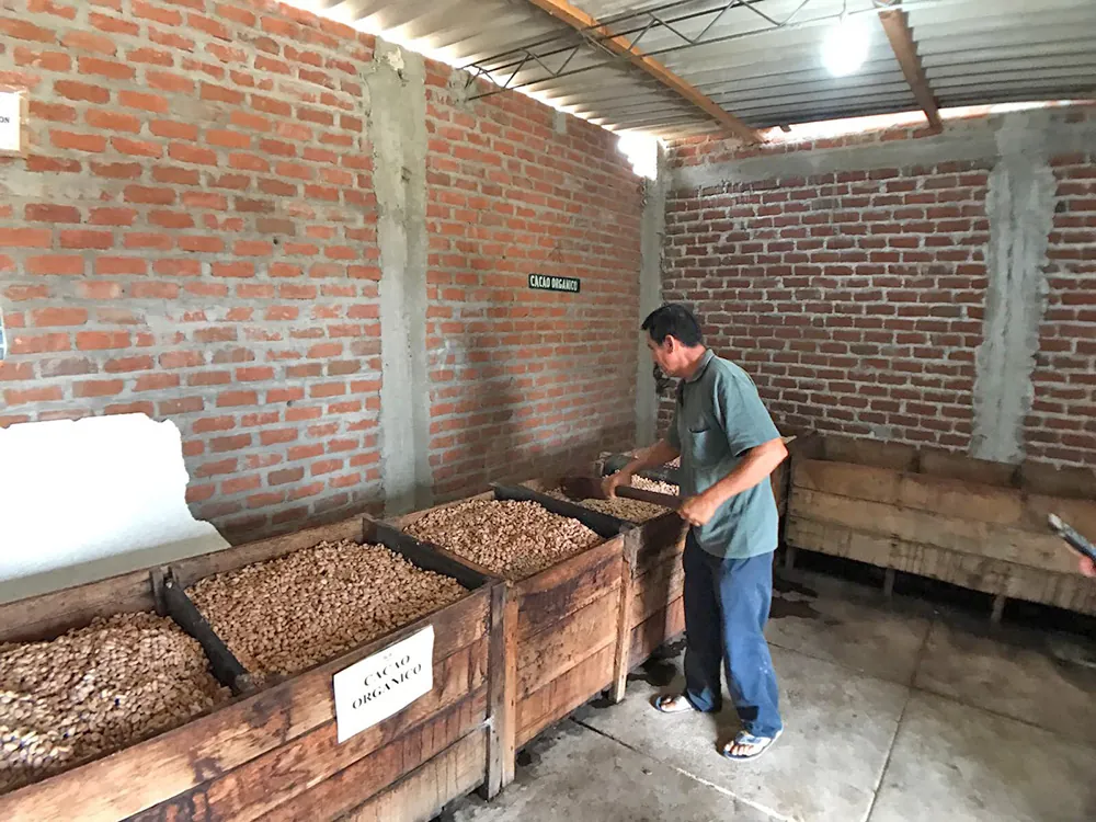 Gran Palo Blanco cocoa fermentation process in wooden boxes