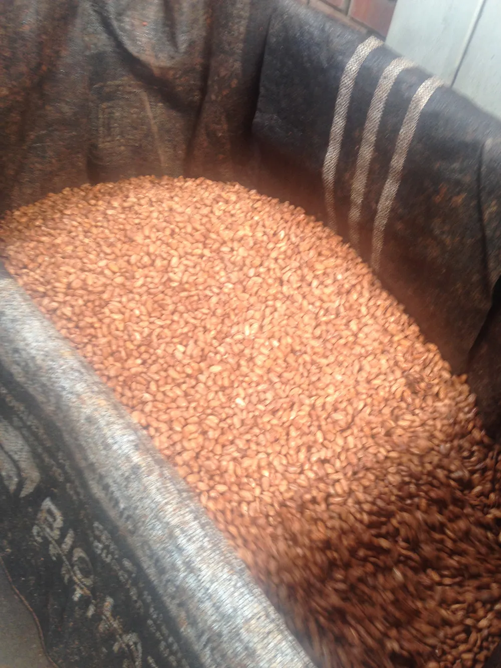 Gran Nativo Blanco cocoa fermentation process in wooden boxes
