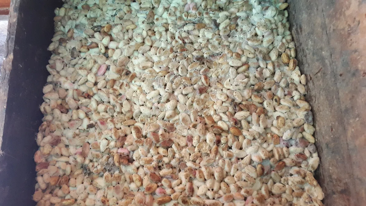 fermentation protocol