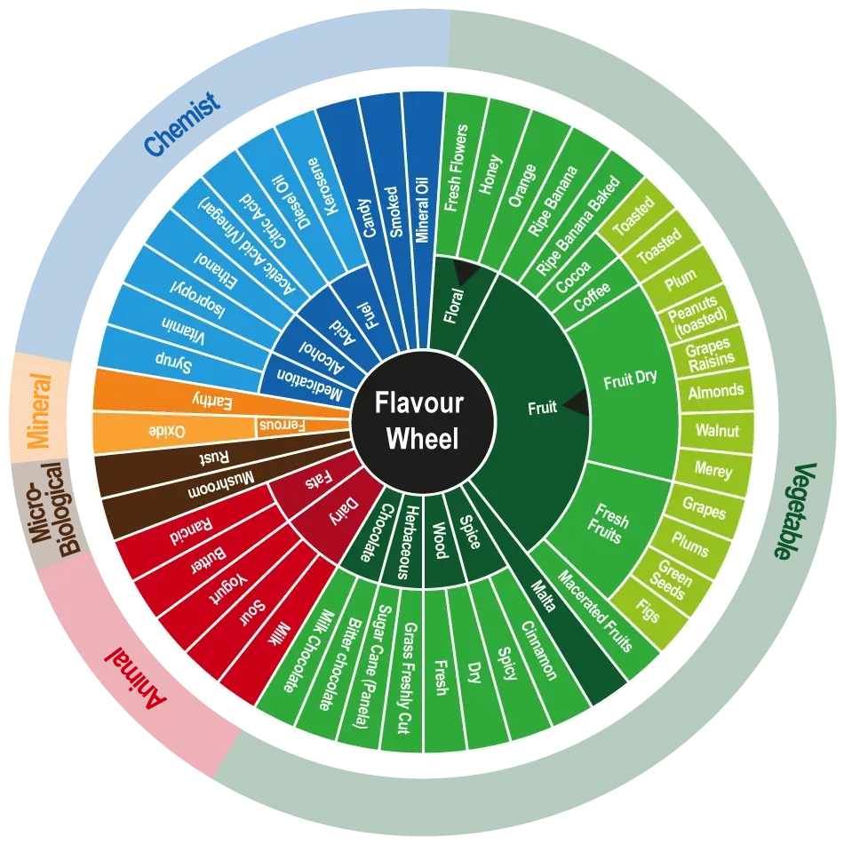 Cocoa flavor wheel