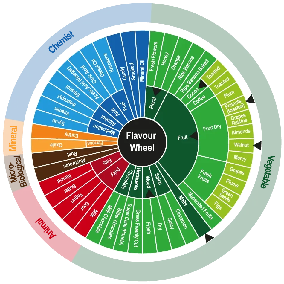 Cocoa flavor wheel showing Gran Palo Blanco characteristic fruit and nut notes