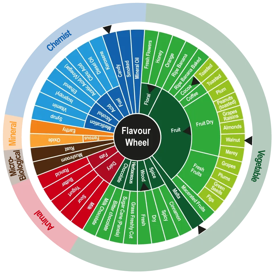 Cocoa flavor wheel showing Gran Nativo Blanco characteristic notes