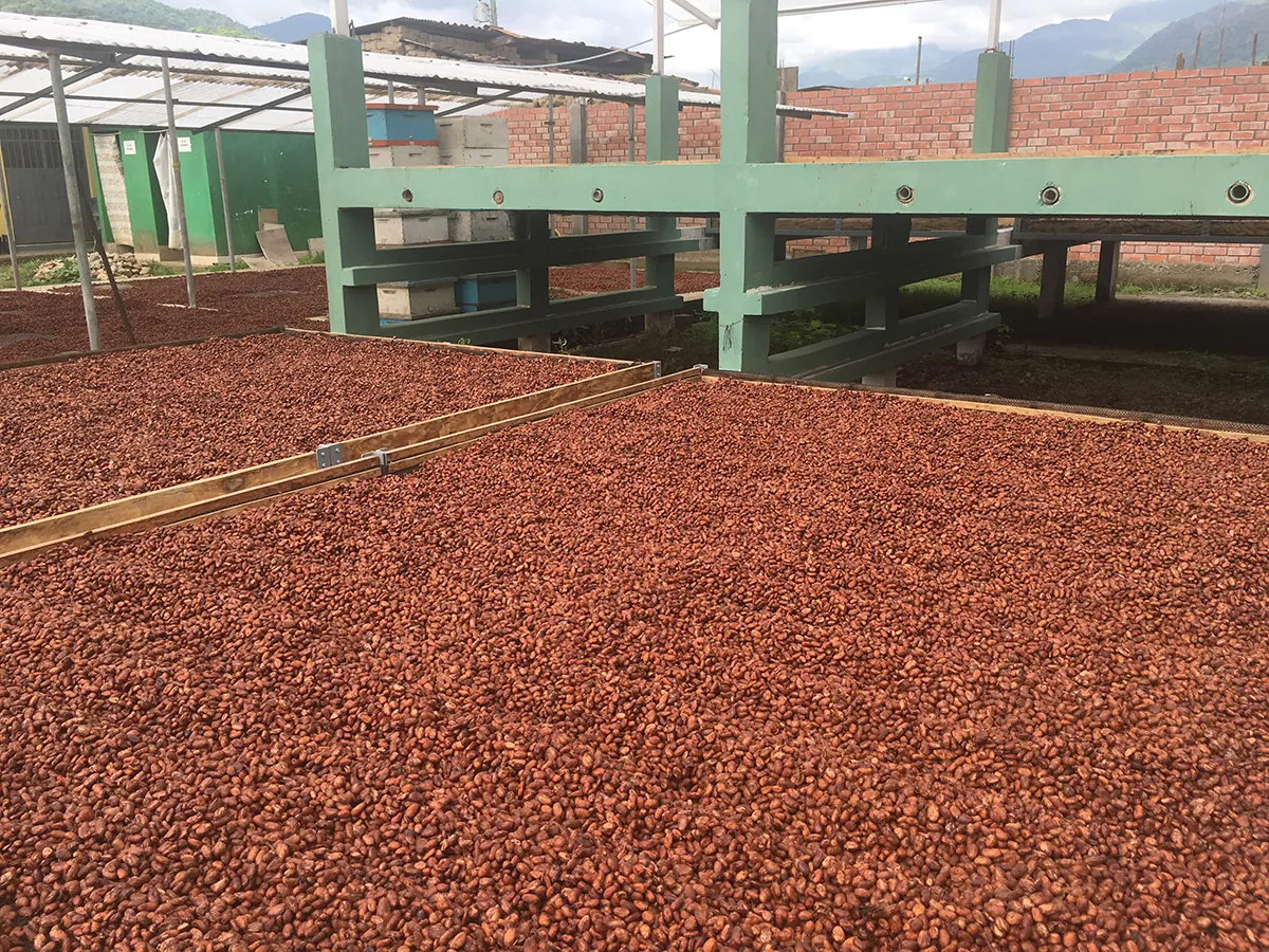 Gran Nativo Blanco cocoa sun-drying process on wooden beds and cement floor