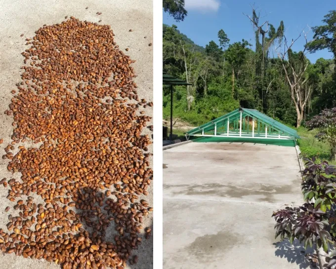 drying protocol