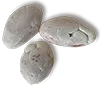 ocumare seed