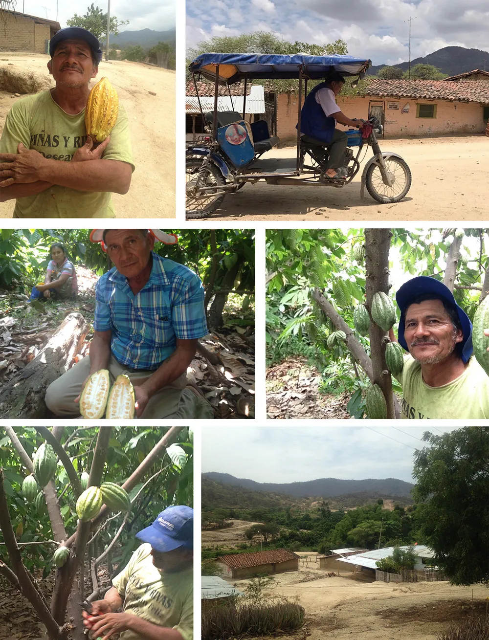 Chulucanas farmers working in the cocoa plantation