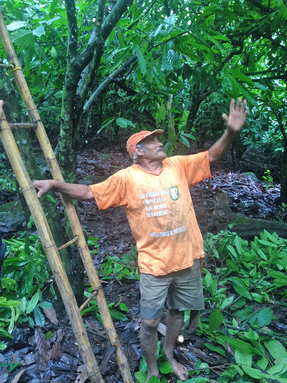 Photographic mosaic of cocoa production in Piura